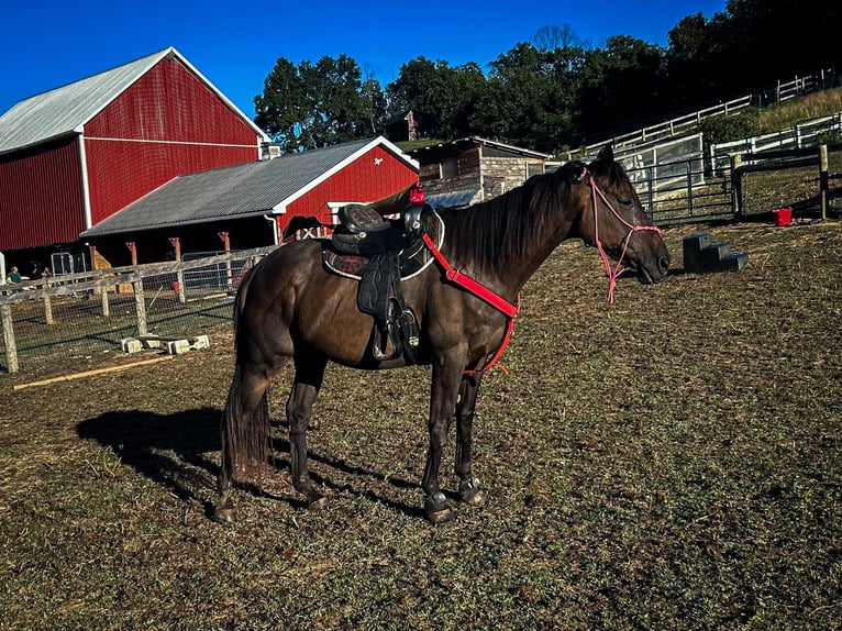 Engelskt fullblod Valack 16 år 152 cm Mörkbrun in finksburg maryland