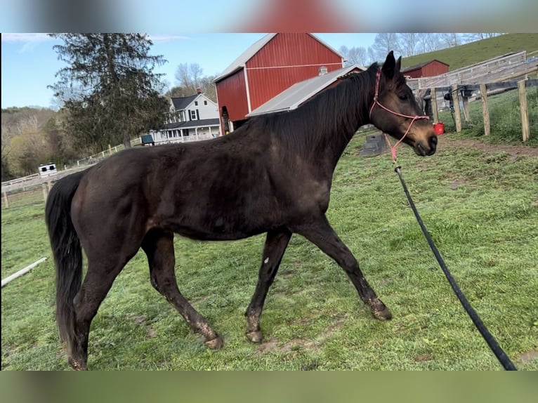 Engelskt fullblod Valack 16 år 152 cm Mörkbrun in finksburg maryland