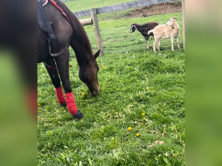 Engelskt fullblod Valack 16 år 152 cm Mörkbrun in finksburg maryland