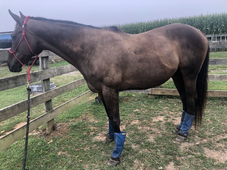 Engelskt fullblod Valack 16 år 152 cm Mörkbrun in finksburg maryland