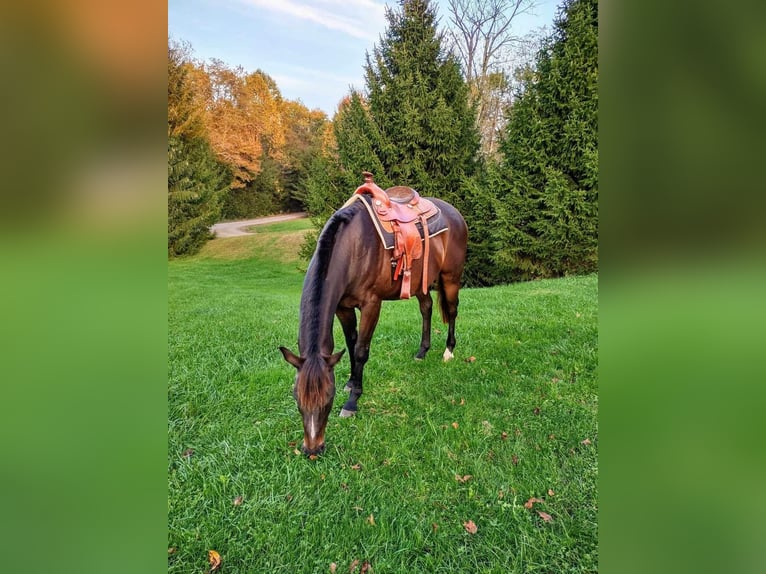 Engelskt fullblod Valack 17 år 165 cm Mörkbrun in Morgantown