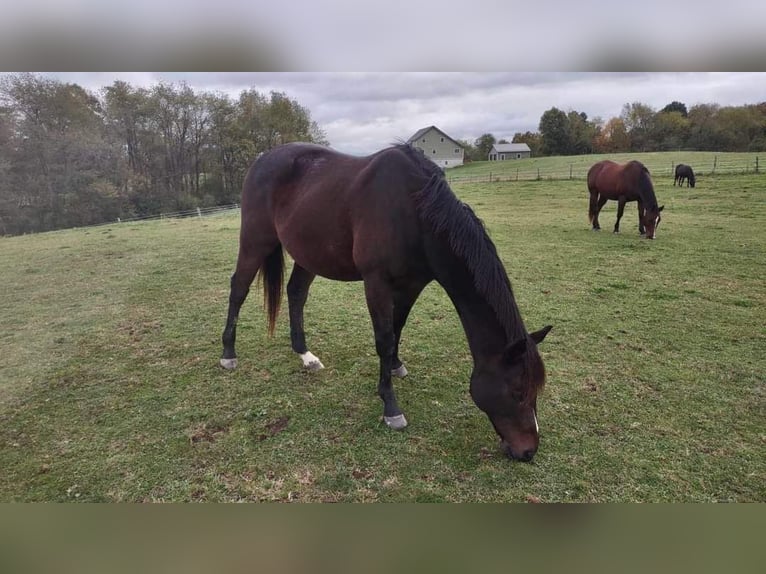 Engelskt fullblod Valack 17 år 165 cm Mörkbrun in Morgantown