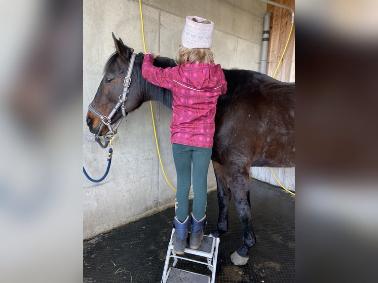 Engelskt fullblod Valack 17 år 170 cm Mörkbrun in Berg