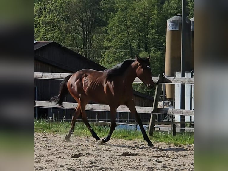 Engelskt fullblod Valack 1 år 152 cm Brun in Ulrichstein