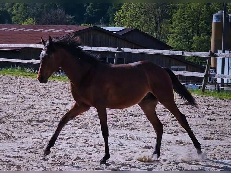 Engelskt fullblod Valack 1 år 152 cm Brun in Ulrichstein