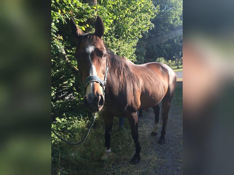 Engelskt fullblod Valack 21 år 158 cm Brun in Lézardrieux