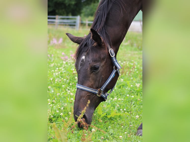 Engelskt fullblod Valack 2 år 164 cm Svart in Bénéjacq