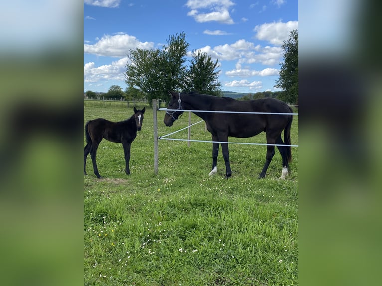 Engelskt fullblod Valack 2 år 164 cm Svart in Bénéjacq