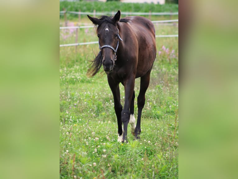 Engelskt fullblod Valack 2 år 164 cm Svart in Bénéjacq