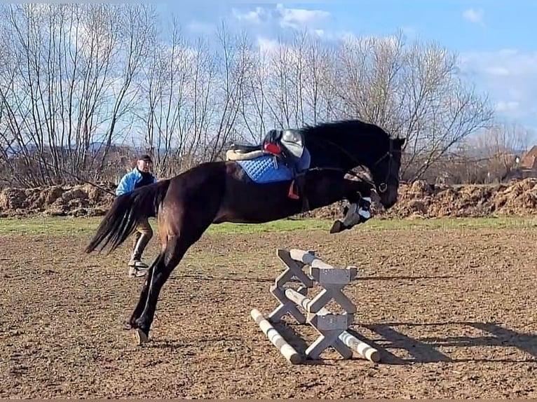 Engelskt fullblod Valack 3 år 159 cm in Lunga