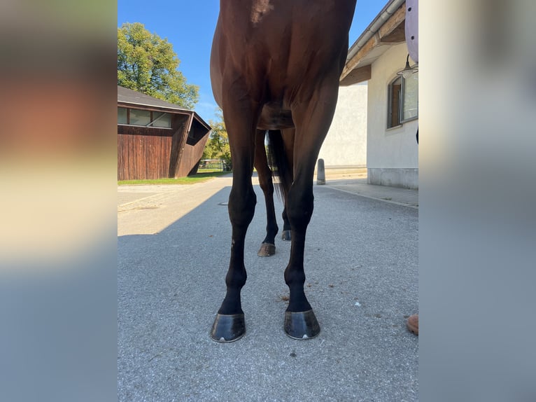 Engelskt fullblod Valack 3 år 165 cm Brun in München