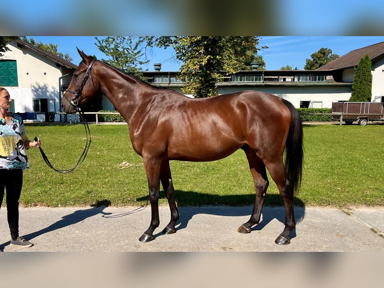 Engelskt fullblod Valack 3 år 165 cm Brun in München