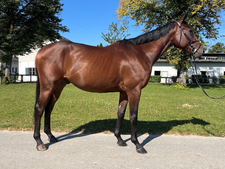 Engelskt fullblod Valack 3 år 165 cm Brun in München