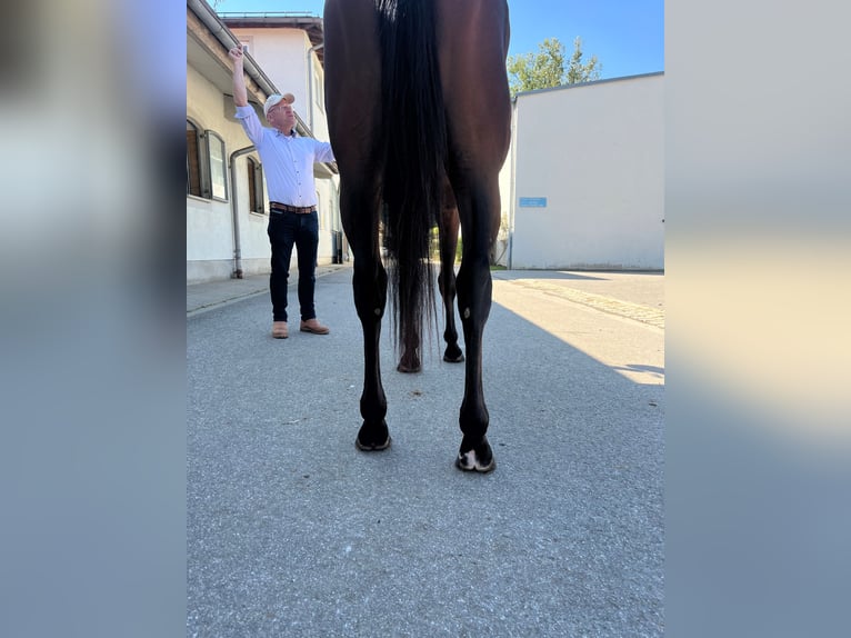 Engelskt fullblod Valack 3 år 165 cm Brun in München