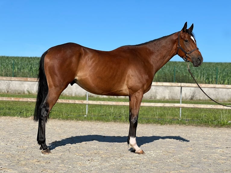 Engelskt fullblod Valack 3 år 165 cm Brun in Wolxheim