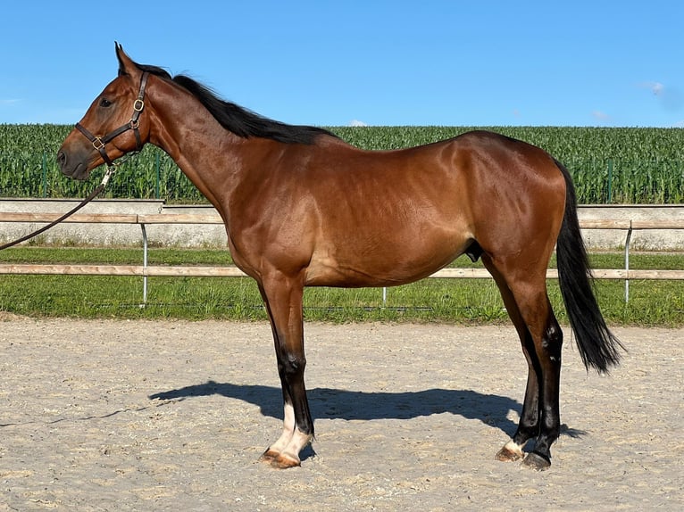 Engelskt fullblod Valack 3 år 165 cm Brun in Wolxheim