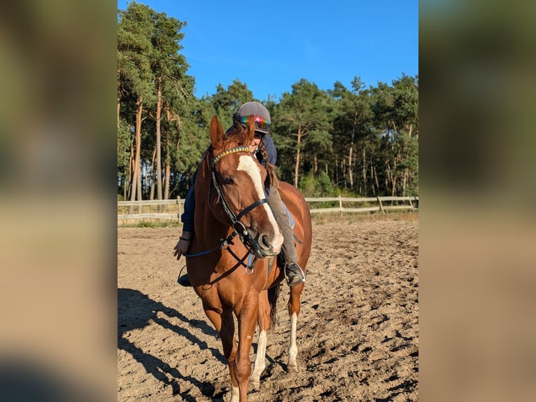 Engelskt fullblod Valack 3 år 165 cm fux in Möser