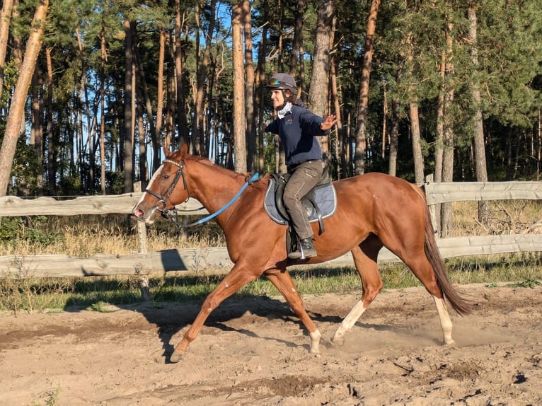 Engelskt fullblod Valack 3 år 165 cm fux in Möser