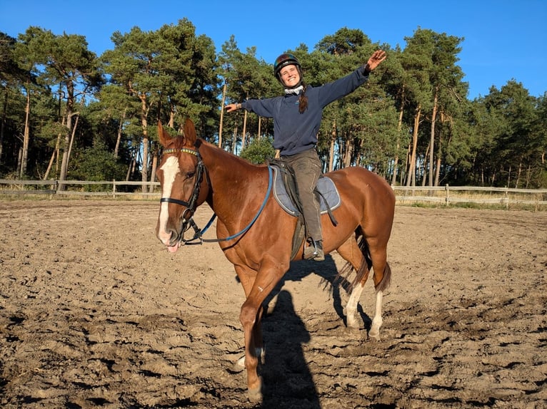 Engelskt fullblod Valack 3 år 165 cm fux in Möser