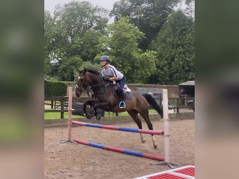 Engelskt fullblod Valack 4 år 160 cm Mörkbrun in Tunworth