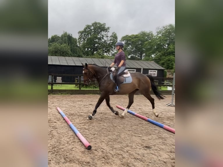 Engelskt fullblod Valack 4 år 160 cm Mörkbrun in Tunworth