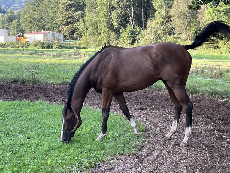 Engelskt fullblod Valack 4 år 165 cm Brun in Waldfischbach-Burgalben