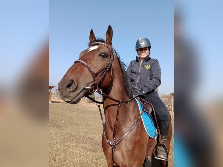 Engelskt fullblod Valack 4 år 165 cm Brun in Campiglione fenile