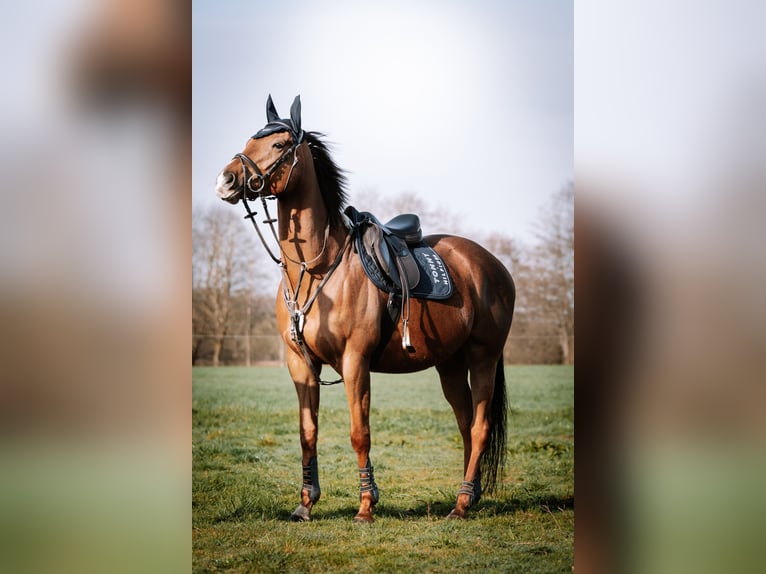 Engelskt fullblod Valack 5 år 165 cm fux in Löningen