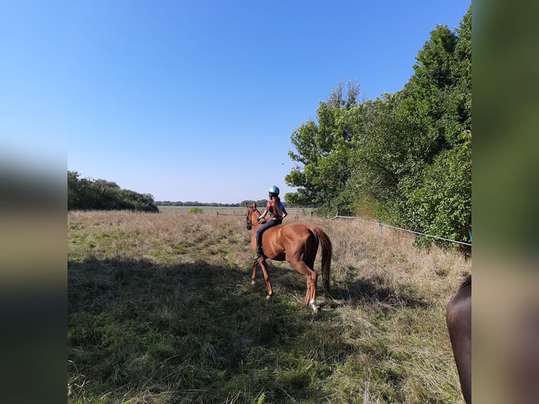 Engelskt fullblod Valack 5 år 168 cm fux in Wendemark