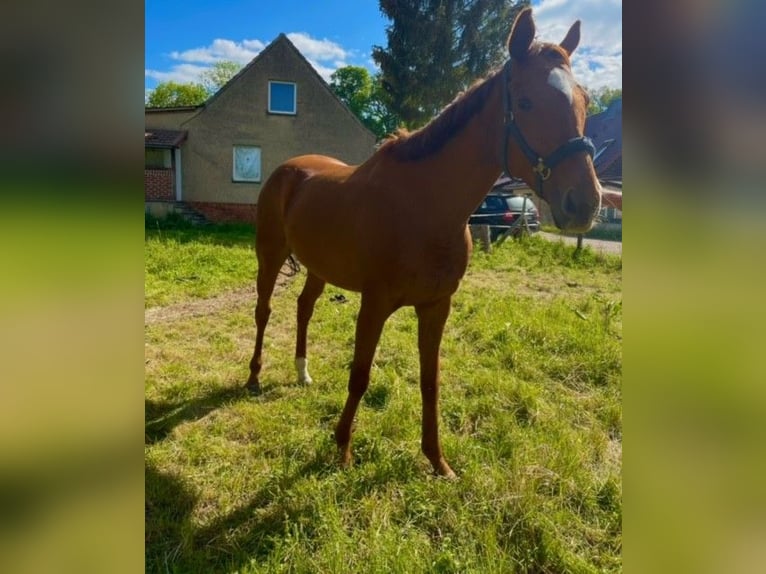 Engelskt fullblod Valack 5 år 168 cm fux in Wendemark