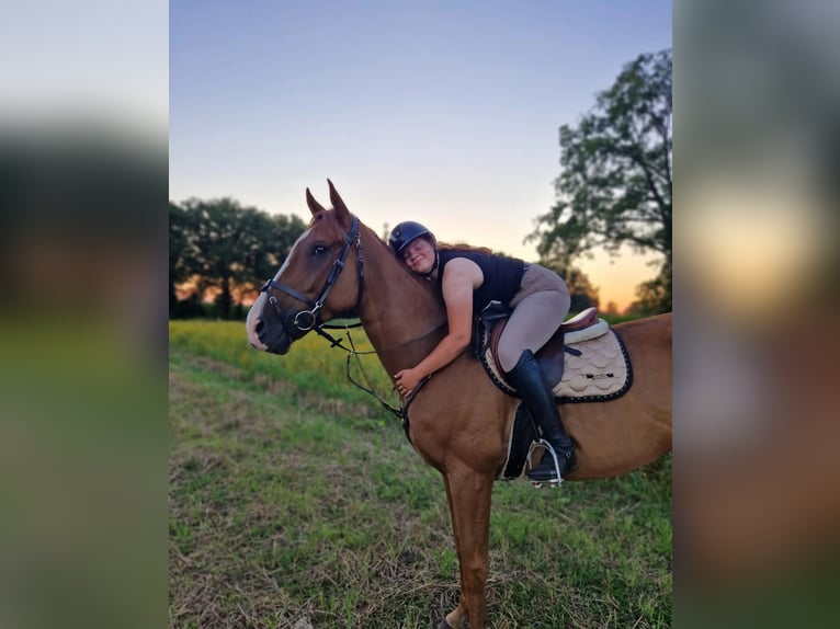 Engelskt fullblod Valack 5 år 170 cm fux in Tubbergen