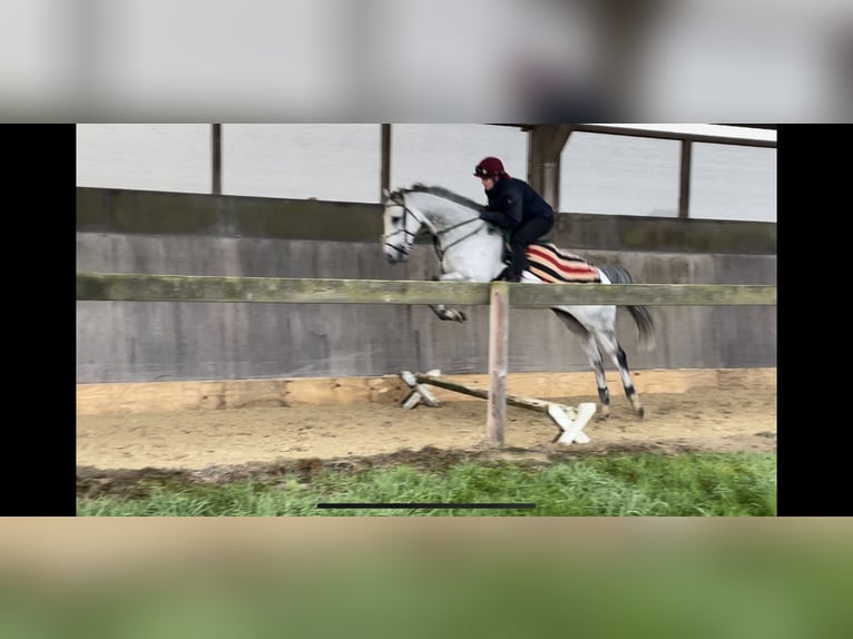 Engelskt fullblod Valack 6 år 160 cm Grå in Bremen