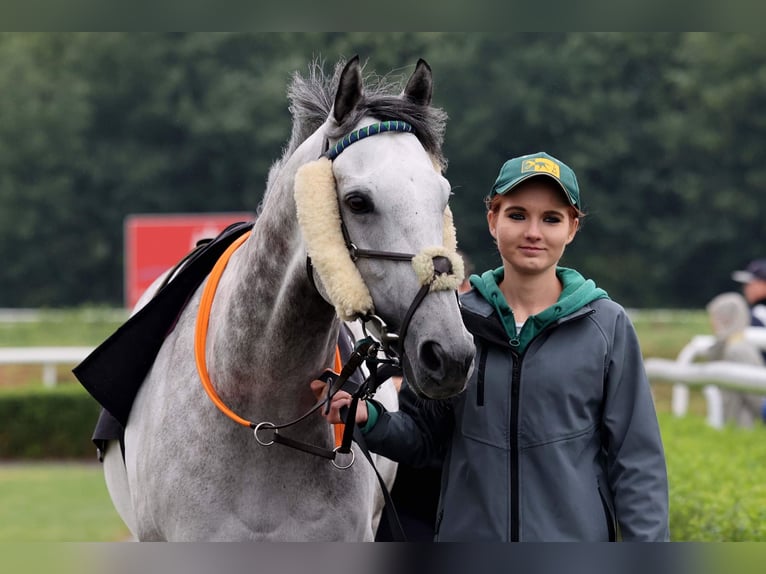 Engelskt fullblod Valack 6 år 160 cm Grå in Bremen