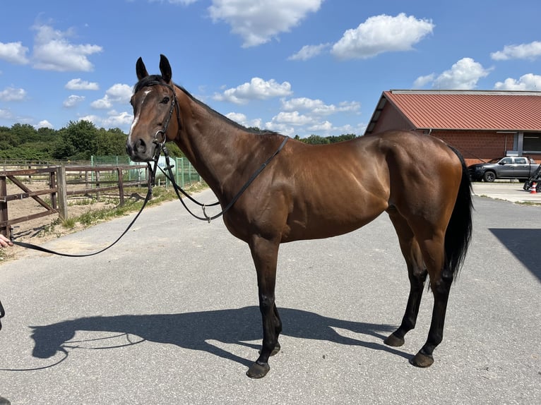 Engelskt fullblod Valack 6 år 163 cm Mörkbrun in Visbek