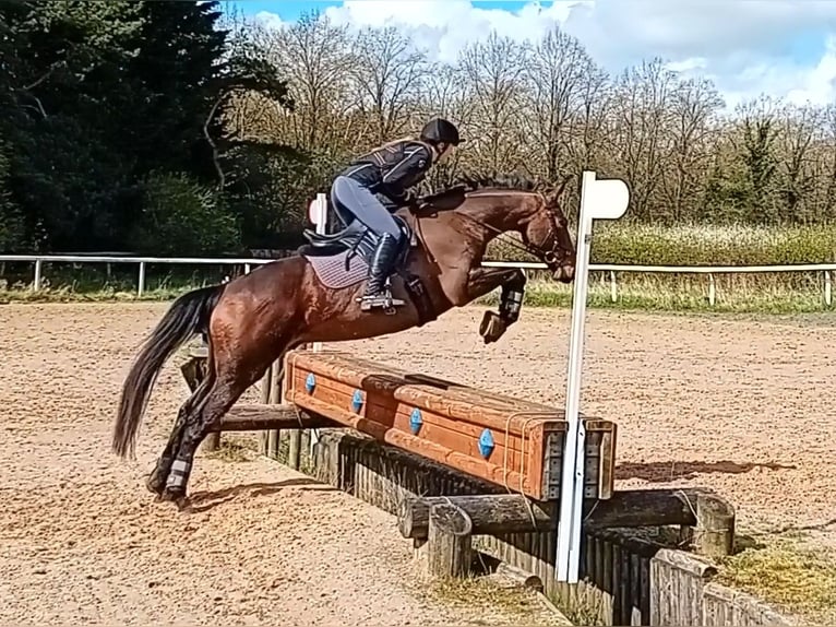 Engelskt fullblod Valack 6 år 165 cm Mörkbrun in Maidenhead