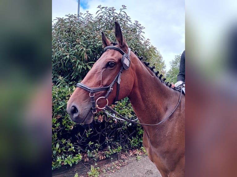 Engelskt fullblod Valack 6 år 165 cm Mörkbrun in Maidenhead