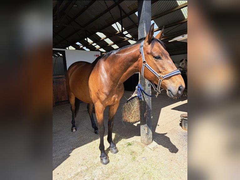 Engelskt fullblod Valack 6 år 165 cm Mörkbrun in Maidenhead