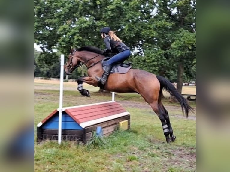 Engelskt fullblod Valack 6 år 165 cm Mörkbrun in Maidenhead