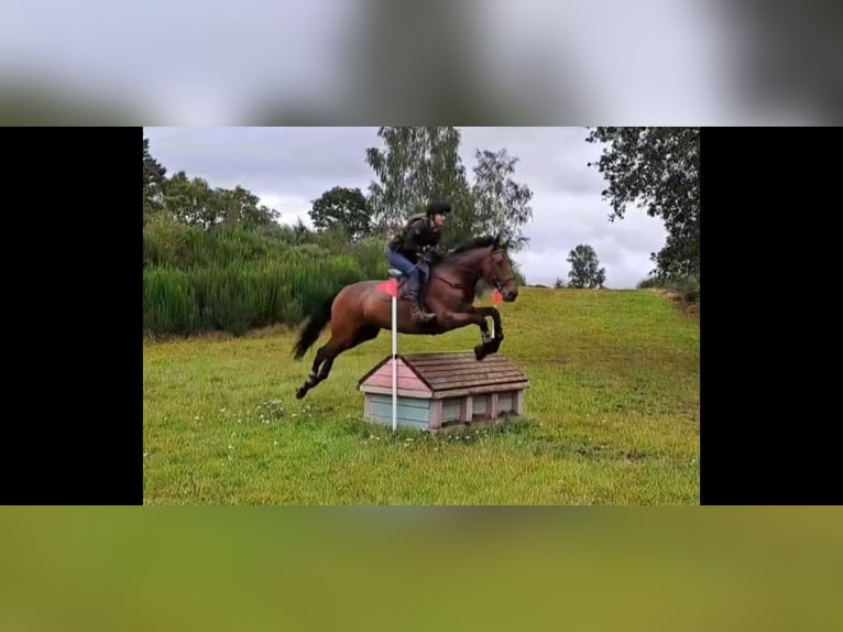 Engelskt fullblod Valack 6 år 165 cm Mörkbrun in Maidenhead