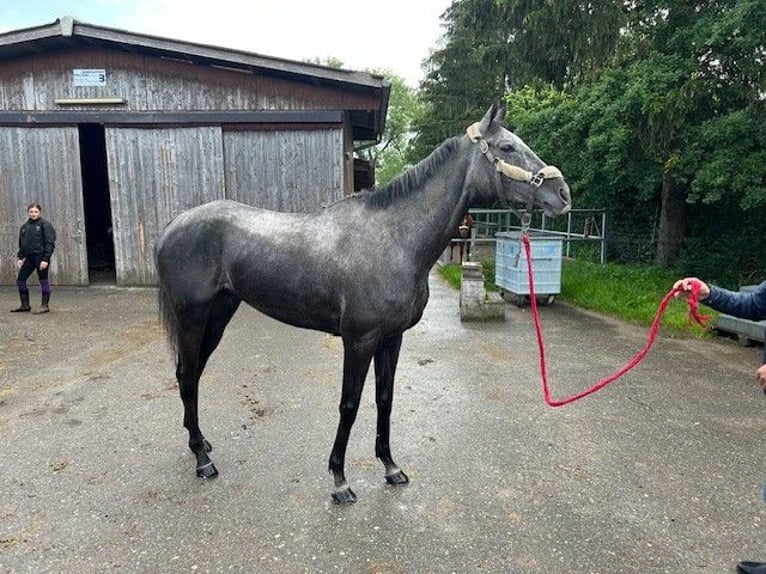 Engelskt fullblod Valack 6 år 167 cm Grå in Dielsdorf