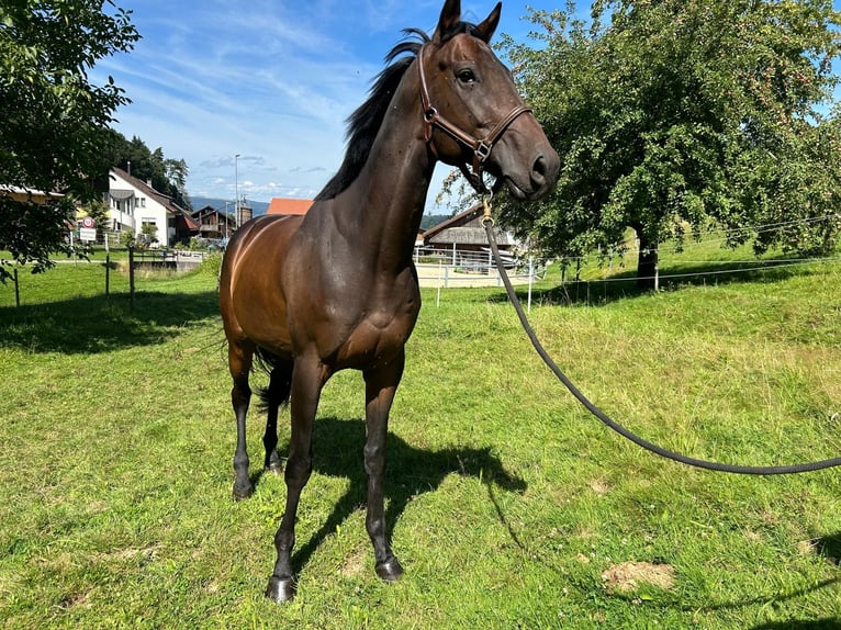 Engelskt fullblod Valack 6 år 167 cm Mörkbrun in Leuggern