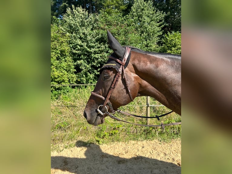 Engelskt fullblod Valack 6 år 168 cm Mörkbrun in Leuggern