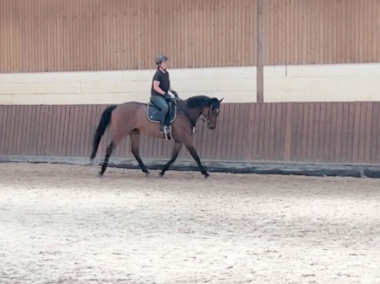 Engelskt fullblod Valack 7 år 162 cm Brun in Beckingen