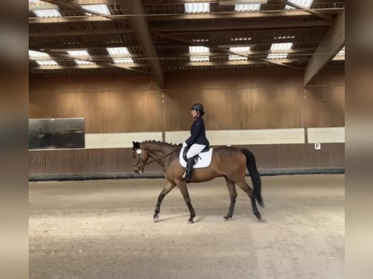 Engelskt fullblod Valack 7 år 162 cm Brun in Beckingen