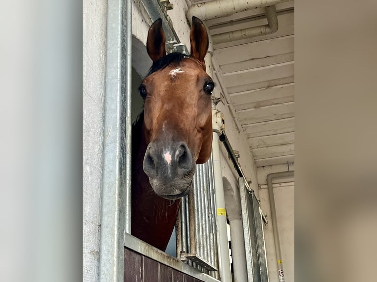 Engelskt fullblod Valack 7 år 163 cm Brun in München