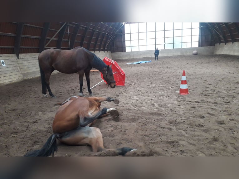 Engelskt fullblod Valack 7 år 173 cm Brun in Rockenberg