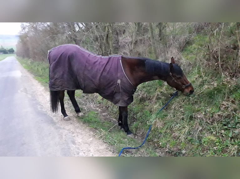 Engelskt fullblod Valack 7 år 173 cm Brun in Rockenberg