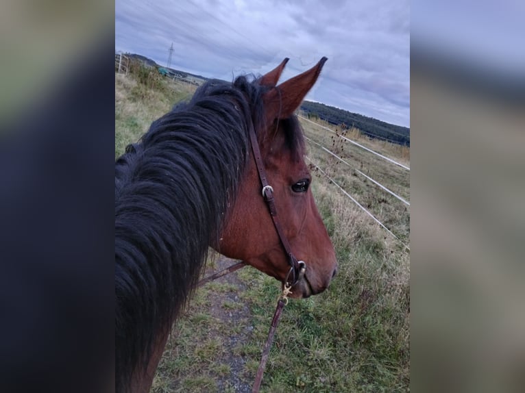 Engelskt fullblod Valack 7 år 173 cm Brun in Rockenberg