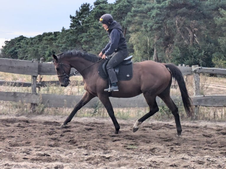 Engelskt fullblod Valack 8 år 163 cm Brun in Stegelitz