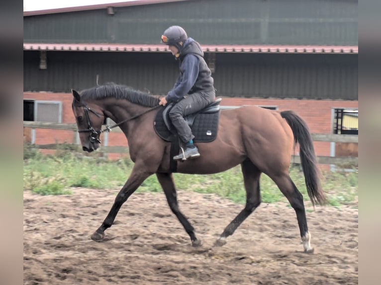 Engelskt fullblod Valack 8 år 163 cm Brun in Stegelitz